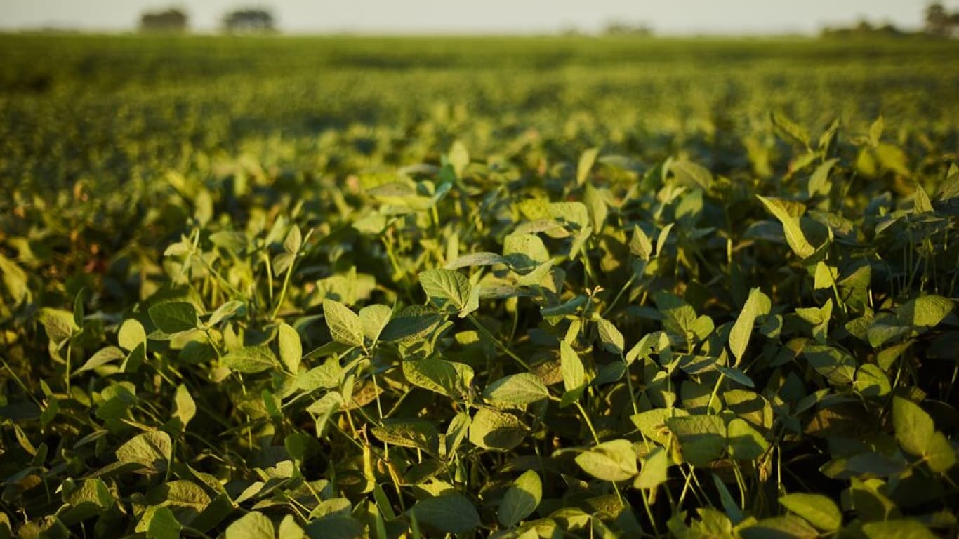 Sube el precio de la soja en Chicago: cuánto se pagó por los granos en Rosario